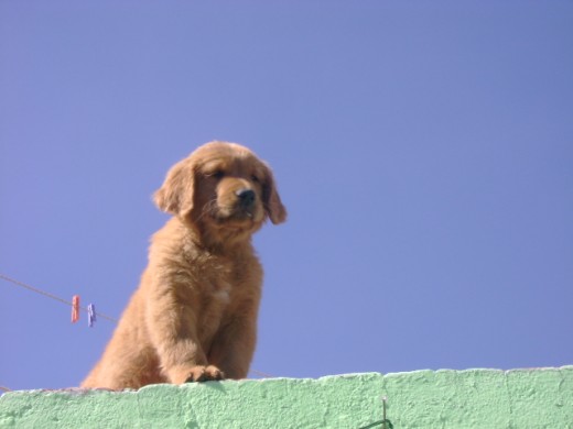 Foxter a los 2 meses de edad, pronto pondré fotos actuales.